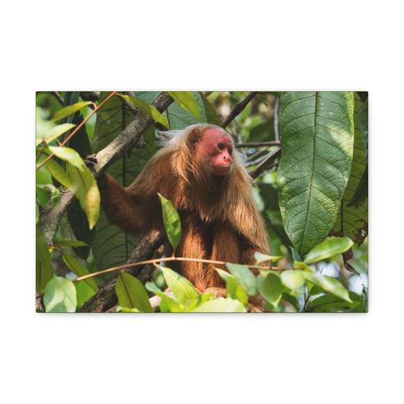 Majestic Uakari Art Majestic Uakari Print Animal Wall Art Wildlife Canvas Prints